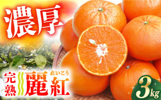 みかん 柑橘 果物 くだもの フルーツ 季節限定 数量限定 温州みかん ミカン 先行予約