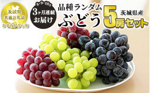 ぶどう品種ランダム5房セット 3ヶ月連続お届け (8月、9月、10月) 【茨城県共通返礼品　かすみがうら市産】