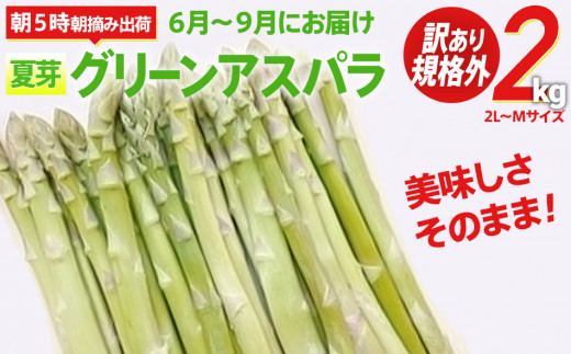 訳あり 】【 規格外 】 アスパラガス ２Ｌ～Ｍ 夏芽 ２kg 朝採り【出荷