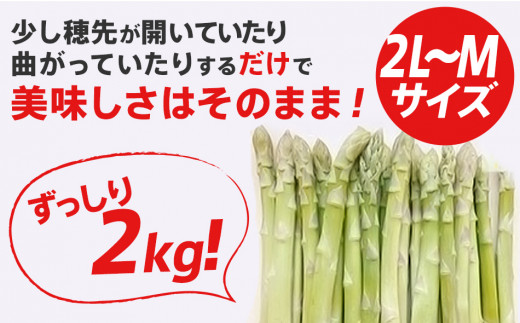 訳あり 】【 規格外 】 アスパラガス ２Ｌ～Ｍ 夏芽 ２kg 朝採り【出荷