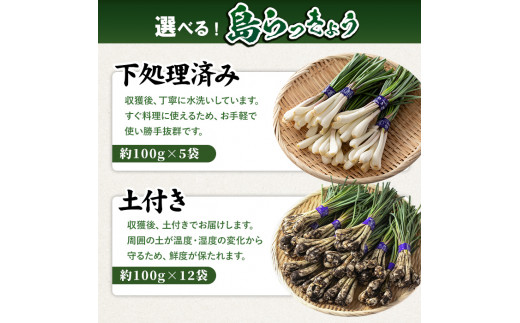 【選べる！】【期間限定】鮮度抜群！鹿児島県産 島らっきょう(約500g～1.2kg・5袋～12袋)