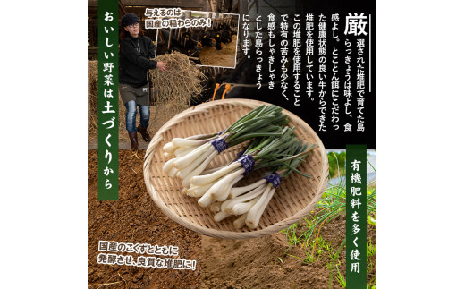 【選べる！】【期間限定】鮮度抜群！鹿児島県産 島らっきょう(約500g～1.2kg・5袋～12袋)