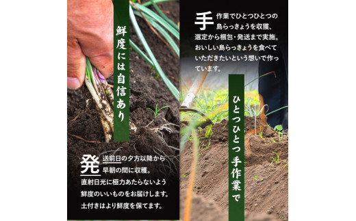 【選べる！】【期間限定】鮮度抜群！鹿児島県産 島らっきょう(約500g～1.2kg・5袋～12袋)