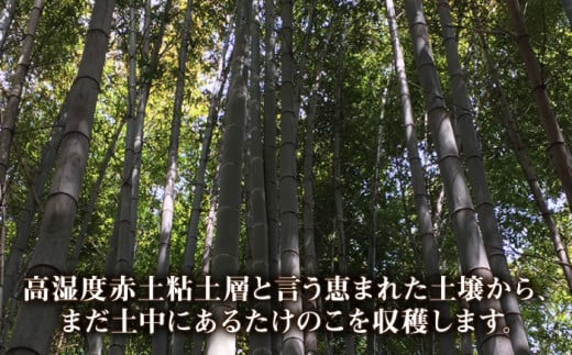 先行予約受付中】産地直送「孟宗竹」 5kg 【2025年3月下旬以降順次発送】 糸島市 / シーブ 筍 たけのこ [AHC026] -  福岡県糸島市｜ふるさとチョイス - ふるさと納税サイト