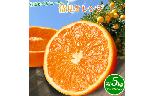 [予約][ジューシー]清見オレンジ 5kg ※2025年3月下旬〜2025年4月中旬頃に順次発送予定(お届け日指定不可)/ オレンジ みかん ミカン 蜜柑 柑橘 フルーツ 果物 くだもの 和歌山[uot710-2]