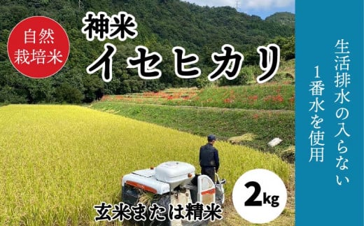 自然栽培米 "神米" イセヒカリ 2キロ 玄米または精米 |  米 イセヒカリ 無農薬 愛媛県 松山市 米 玄米 精米