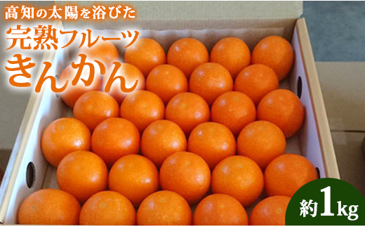 高知の太陽を浴びた完熟フルーツきんかん1kg ku-0032 425955 - 高知県香南市