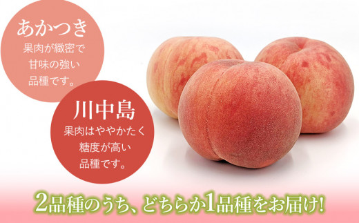 【令和6年産 先行予約】鶴岡産　桃　約2kg（5～11玉） あかつき or 川中島 どちらか1品種　庄内産直センター