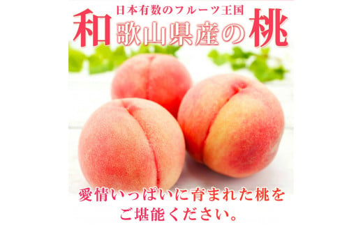 紀州和歌山産の桃 約4kg 化粧箱入 ※2025年6月下旬～2025年8月上旬頃順次発送（お届け日指定不可）/ 先行予約 桃 もも モモ フルーツ  果物 くだもの 人気 旬 和歌山【uot723A】 - 和歌山県新宮市｜ふるさとチョイス - ふるさと納税サイト