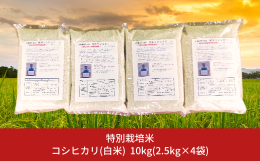 特別栽培米コシヒカリ（白米）10kg（2.5kg×4袋） 令和5年産米 [佐藤農産有機センター]【018S050】 1220682 - 新潟県三条市