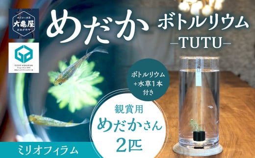 めだかボトルリウム-TUTU- 【水草(ミリオフィラム)】 1220881 - 福岡県北九州市
