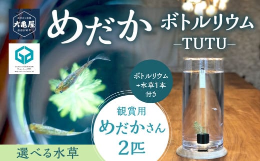 めだかボトルリウム-TUTU- [水草(ウォーターコインまたはミリオフィラム)]