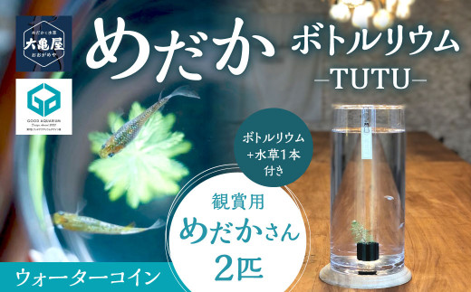 めだかボトルリウム-TUTU- 【水草(ウォーターコイン)】 1220880 - 福岡県北九州市
