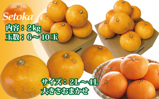 訳あり せとか 2kg ご家庭用 みかん 愛媛 人気 サイズミックス 柑橘