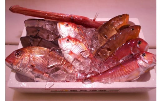 ＼朝どれ新鮮／ 鮮魚セット (大) 約4～5kg前後  目利きのプロが厳選した旬の魚をその日の内に発送！ 1222905 - 和歌山県串本町