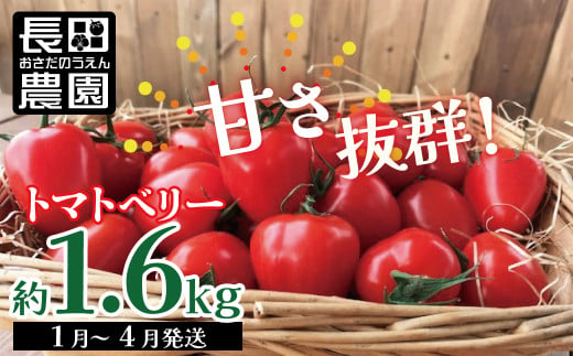 甘さ抜群!トマト嫌いでも食べられるトマトベリー 約1.6kg　H004-116