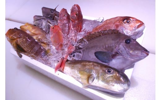 ＼朝どれ新鮮／ 鮮魚セット (小) 約3kg  目利きのプロが厳選した旬の魚をその日の内に発送！ 1222904 - 和歌山県串本町