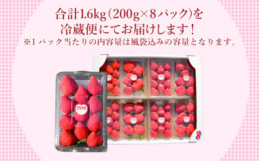 先行予約】 【2025年1月より順次発送】 いちご 朝摘み 冷蔵 計1.6kg 200g (8パック) 苺 さちのか イチゴ 四国 徳島 小松島  産地直送 期間限定 フレッシュ イチゴ フルーツ 果物 国産 ふるさと人気 限定出荷 いちご 苺 イチゴ ブランド 大粒 苺 旬 産地 直送