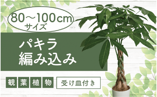 2025年3月上旬～発送【観葉植物】パキラ編み込み80cm～100cm(Green Farm M/018-1447) 観葉植物 植物 鉢付 インテリア 室内 オフィス おしゃれ プレゼント ギフト 開店祝い 移転祝い マイナスイオン【配送不可地域：北海道・沖縄県・離島】 364207 - 鹿児島県指宿市