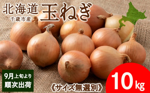 玉ねぎ 10kg 無選別サイズ 北海道 千歳市産 甘い たまねぎ 野菜 冷蔵 タマネギ [假屋フードブリッジ]