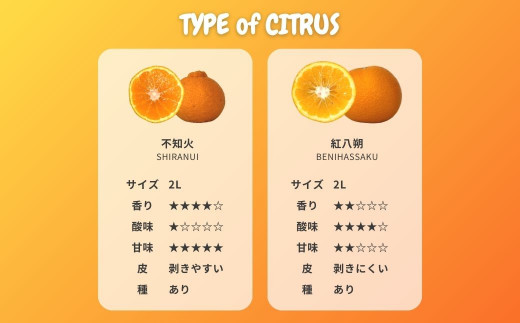 柑橘の品種別特徴（不知火/紅八朔）