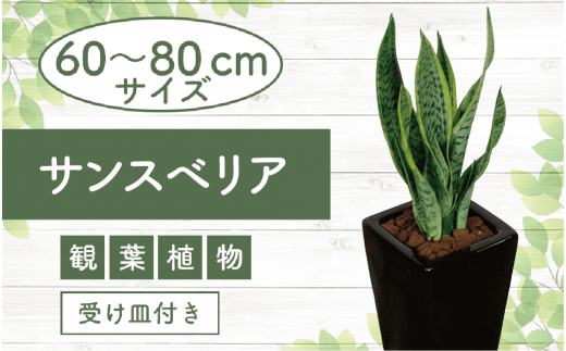 2025年3月中旬～発送【観葉植物】サンスべリア ブラック60cm～80cm陶器鉢(T&P/019-1405) 観葉 植物 インテリア 鉢植え 鉢植 グリーン 自然 ナチュラル 美しい 清涼感 園芸 室内 オフィス リラックス おしゃれ 鹿児島 指宿 いぶすき インテリアグリーン サンスべリア 風水【配送不可地域：北海道・沖縄県・離島】 979958 - 鹿児島県指宿市