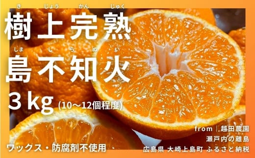 [2〜4月発送] 樹上完熟 島不知火 約3kg(10〜12個程度) 1391233 - 広島県大崎上島町