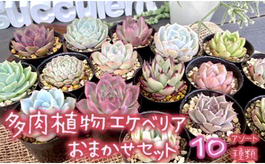 【11月発送】多肉植物 エケベリア おまかせセット 10種類 セット 観葉植物 【先行予約】種類 人気 おすすめ 高評価 プレゼント 贈答 贈り物 サボテン 鉢 セット 韓国苗 多肉 多肉専科 エケベリアセット 京都府 舞鶴市 イロニカル