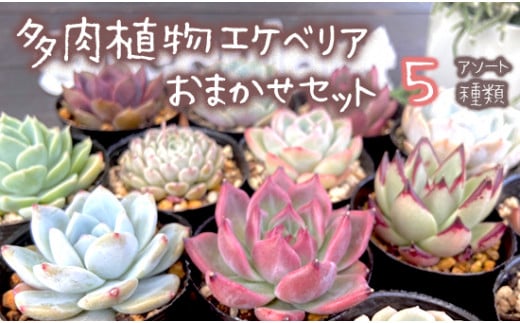 多肉植物 エケベリア おまかせ セット 詰め合わせ 5種 観葉植物 [発送:10月〜5月] 苗 植物 多肉 アソート 色々 可愛い ガーデニング 寄せ植え 韓国苗 京都 舞鶴 多肉専科 イロニカル [ 先行予約 ]