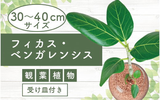 2025年4月中旬～発送【観葉植物】フィカス・ベンガレンシス30cm～40cm ガラス鉢(T&P/025-1463) 南国鹿児島県で育った 観葉植物！植物 鉢付 インテリア 室内 オフィス おしゃれ プレゼント ギフト 開店祝い 移転祝い マイナスイオン【配送不可地域：北海道・沖縄県・離島】 252386 - 鹿児島県指宿市