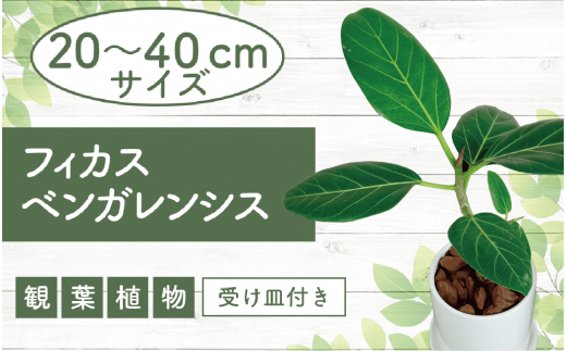 2025年4月中旬～発送【観葉植物】フィカス・ベンガレンシス20cm～40cmホワイト陶器鉢(T&P/014-1462) 南国鹿児島県で育った 観葉植物！植物 鉢付 インテリア 室内 オフィス おしゃれ プレゼント ギフト 開店祝い 移転祝い マイナスイオン【配送不可地域：北海道・沖縄県・離島】 235903 - 鹿児島県指宿市