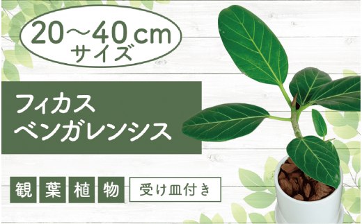 3月下旬～発送【観葉植物】フィカス・ベンガレンシス20cm～40cm