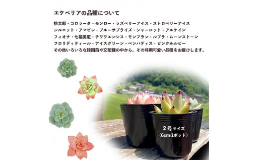 多肉植物 エケベリア おまかせ セット 詰め合わせ 5種 観葉植物 【発送：10月～5月】 苗 植物 多肉 アソート 色々 可愛い ガーデニング  寄せ植え 韓国苗 京都 舞鶴 多肉専科 イロニカル 【 先行予約 】 - 京都府舞鶴市｜ふるさとチョイス - ふるさと納税サイト