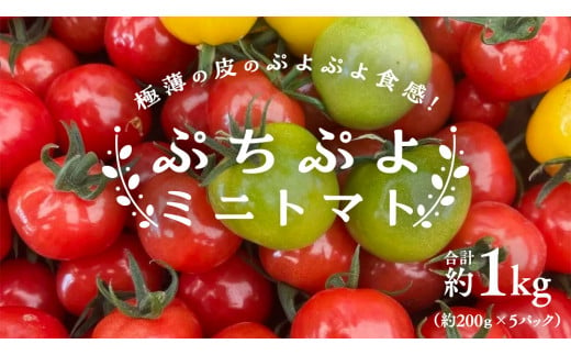 プチぷよ ミニトマト 合計 約1kg （約200g × 5パック） トマト ミニトマト プチぷよ 新鮮 美味しい 野菜