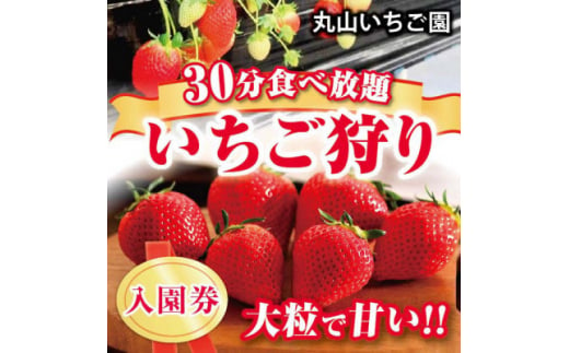 ＜丸山いちご園＞群馬が誇る”新食甘(感)”苺「やよいひめ」いちご狩り入園券(2名様分)2024【1484420】 1225694 - 群馬県太田市