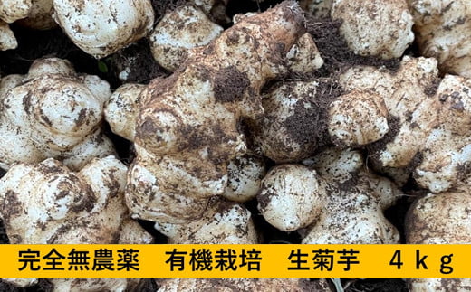 神奈川県　生菊芋　4ｋｇ＜出荷時期:2024年11月29日～2025年2月16日出荷終了＞【 菊芋 きくいも 国産 神奈川県 山北町 】