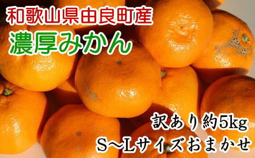 【訳あり・ご家庭用】和歌山由良町産のみかん約5kg　※2024年11月下旬～2024年12月下旬頃に発送予定（お届け日指定不可）【tec945】 1527397 - 和歌山県すさみ町