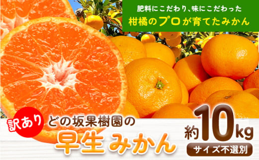 訳あり 早生 みかん 10kg ( サイズ おまかせ) どの坂果樹園《12月上旬-1月末頃出荷》 早生みかん 訳ありみかん 和歌山県 日高川町 みかん  ご家庭用 サイズ 不選別 規格外 おまかせ 不揃い 10kg 期間限定 旬 柑橘 産地直送 フルーツ 果物 10キロ 訳ありみかん わけありみかん