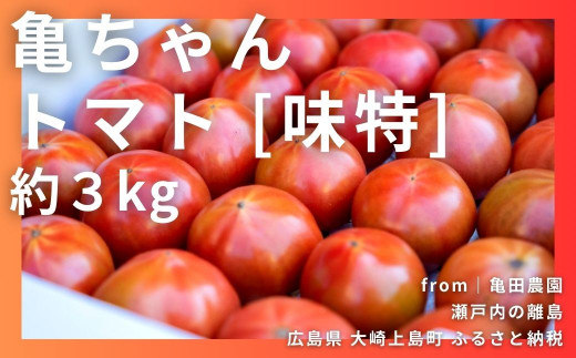 大人気『亀ちゃんトマト』の中から糖度8度以上だけの実を厳選！