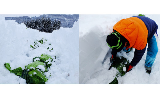 雪の中で旨みが凝縮!柔らか食感!大きな「雪掘(ゆきほり)ロールキャベツ