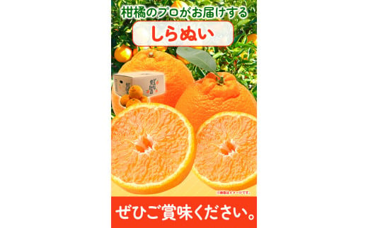 和歌山県日高川町のふるさと納税 訳あり 不知火 ( デコポン と同品種 ) しらぬい 約 5kg (M～5Lサイズ) どの坂果樹園《2025年2月上旬-4月上旬頃出荷》 和歌山県 日高川町 しらぬい 不知火 デコポン でこぽん 旬 果物 フルーツ 柑橘 産地直送 訳あり不知火 訳ありデコポン デコ 送料無料