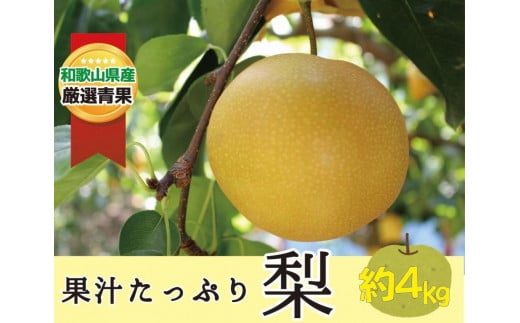 ★8月発送★果汁滴る絶品の梨(約４Kg） 455610 - 和歌山県かつらぎ町