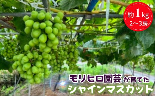 モリヒロ園芸が育てたシャインマスカット 約1kg（2～3房） 1228291 - 香川県観音寺市