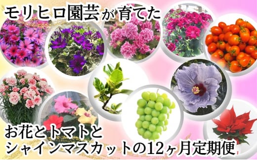 モリヒロ園芸が育てたお花とトマトとシャインマスカットの12ヶ月定期便 1228281 - 香川県観音寺市