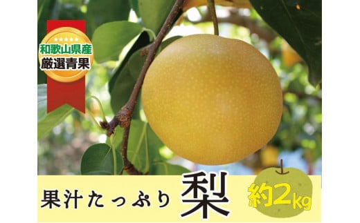 ★8月発送★果汁滴る絶品の梨(約２Kg） 455609 - 和歌山県かつらぎ町