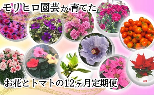 モリヒロ園芸が育てたお花とトマトの12ヶ月定期便 1228284 - 香川県観音寺市
