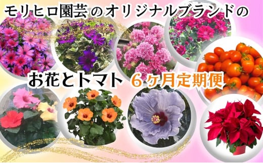 モリヒロ園芸のオリジナルブランドのお花とトマト6ヶ月定期便 1228282 - 香川県観音寺市