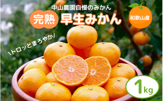 【先行予約】完熟早生みかん　宮川早生１kg※2024年12月から順次発送予定※【期間限定・12/20まで受付】 / 和歌山県 ミカン フルーツ 果物 柑橘 田辺市 【nak004】 1033288 - 和歌山県田辺市