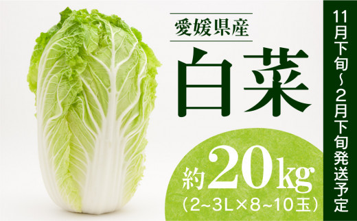 [先行予約][11月中旬より順次発送]愛情つまった エコラブ白菜 約20kg(約10kg×2箱) 愛媛県大洲市/沢井青果有限会社 [AGBN040]白菜 はくさい ハクサイ 鍋 野菜