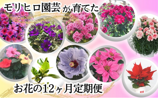 モリヒロ園芸が育てたお花の12ヶ月定期便 1228285 - 香川県観音寺市